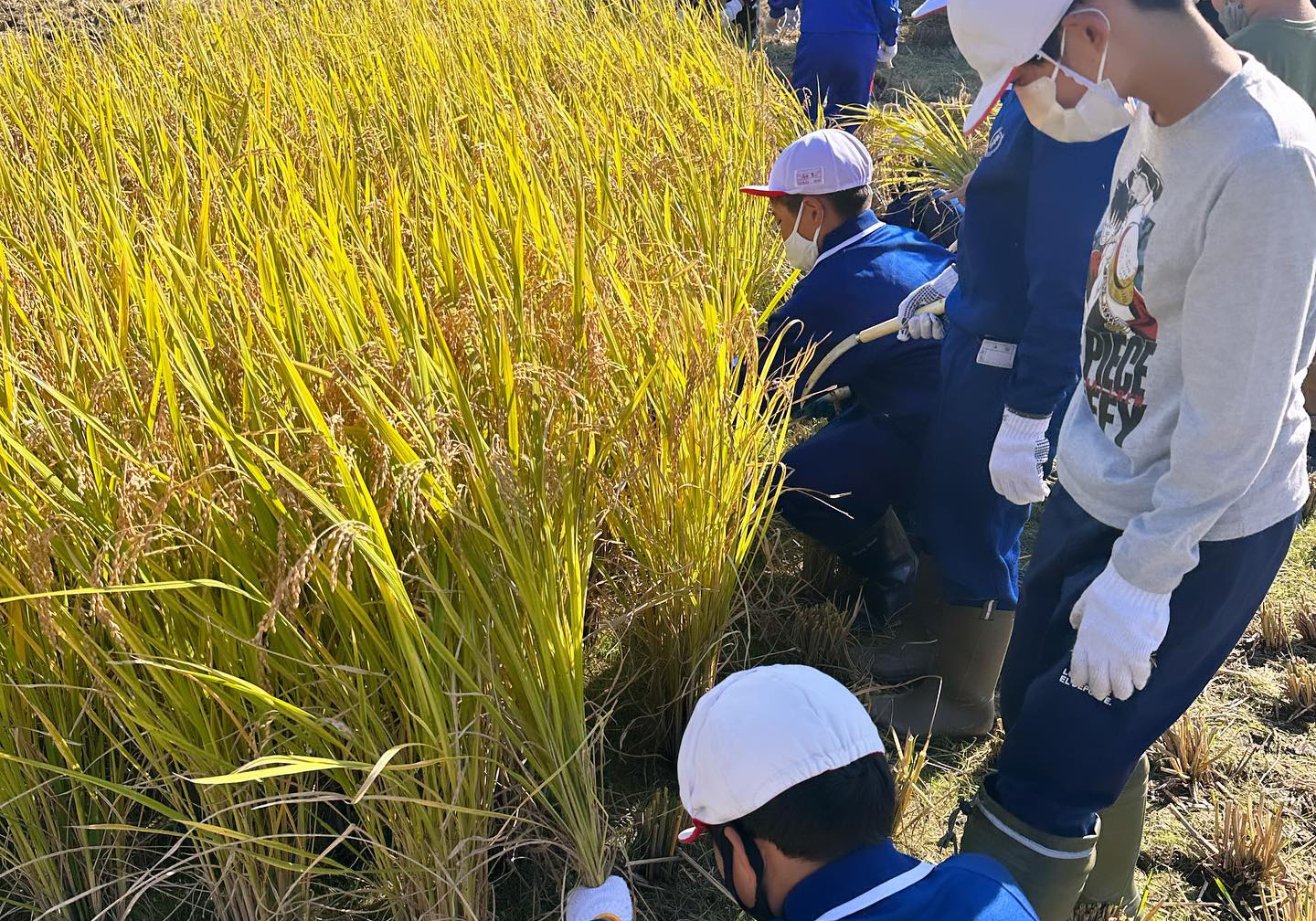 小学校の食育教育として地域にも貢献