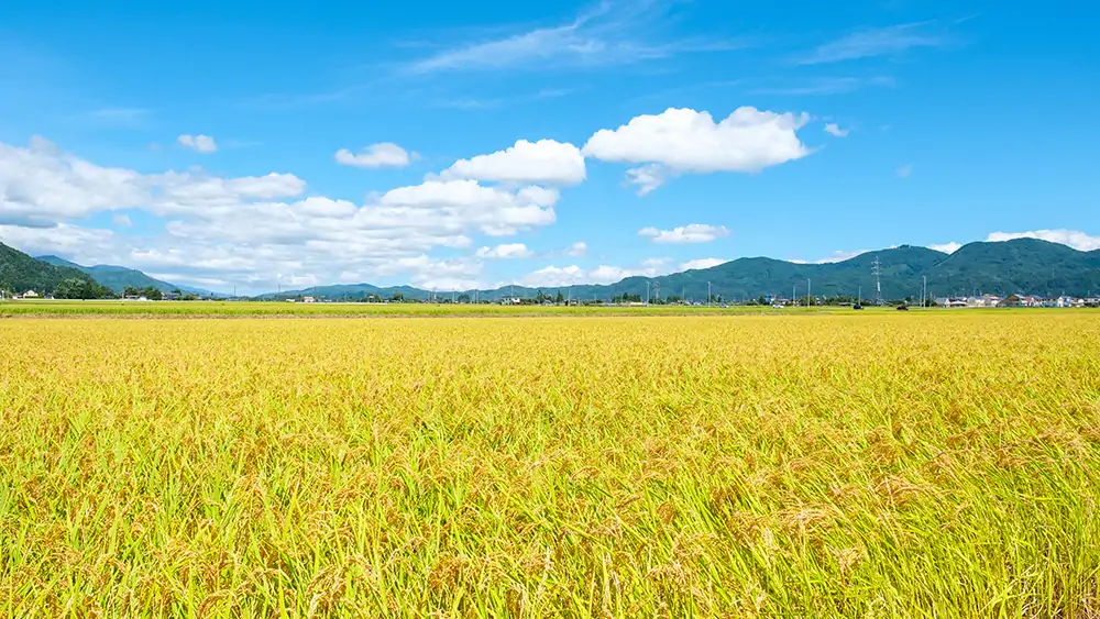 株式会社藍川ファームのブログをはじめました